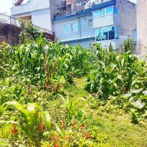 4 Aana 2 paisa land sale on maharajganj bansbari pipalbot