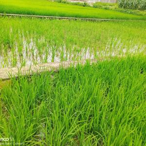 4.3 Aana land sale