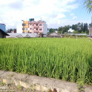 4.5 Aana land sale
