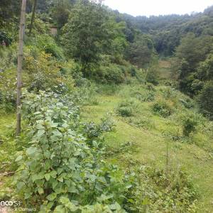 6 roapani 7 aana land sale on Lalitupr