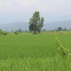 LAND ON SALE